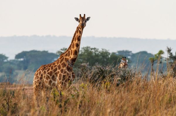 Uganda - Ruanda. Laukinių stebuklų keliais – nuo pasaulio audrų iki primatų sostinės 14d.