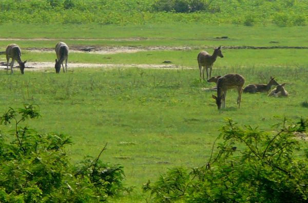 Šri Lanka – Indijos vandenyno perlas, dieviškasis Edeno sodas su poilsiu kurorte prie Indijos vandenyno 13d.