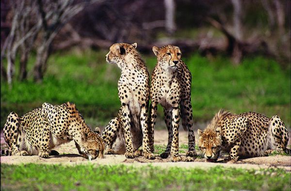 Nuotykių safaris po Rytų Afriką: Kenija - Tanzanija, aplankant garsiausius šių šalių laukinės gamtos nacionalinius parkus ir rezervatus 11d.