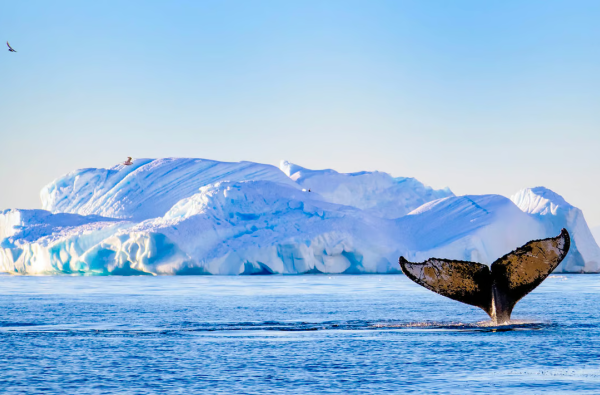 Kruizinė kelionė nuo Argentinos iki Antarktidos prabangiu Celebrity Equinox laivu su vadovu iš Lietuvos