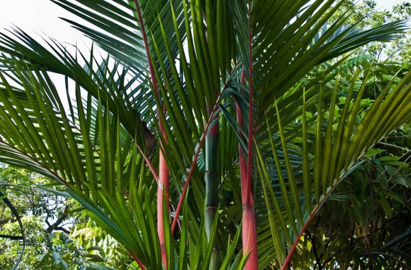 Šri Lanka – Indijos vandenyno perlas, dieviškasis Edeno sodas su poilsiu kurorte prie Indijos vandenyno 13d.