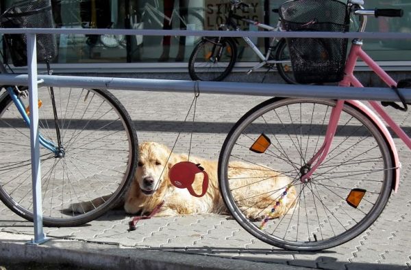 Artimoje, bet kitokioje Estijoje