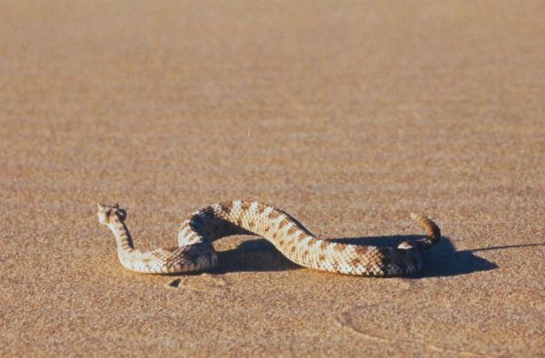 JAV - Laukinių Vakarų prerijos ir prašmatnioji Ramiojo vandenyno pakrantė 22d.