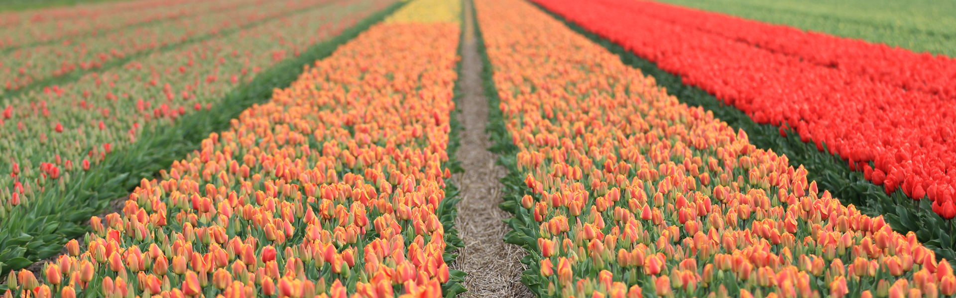 Keukenhof