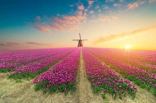 Gėlių paradas Olandijoje 6d.