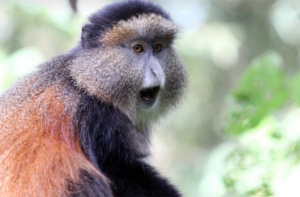 Uganda - Ruanda. Laukinių stebuklų keliais – nuo pasaulio audrų iki primatų sostinės 14d.