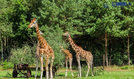 Vokietija. Serengečio safaris.