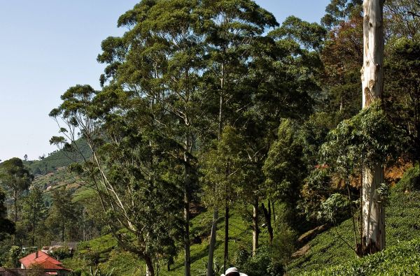 Šri Lanka – Indijos vandenyno perlas, dieviškasis Edeno sodas su poilsiu kurorte prie Indijos vandenyno 13d.