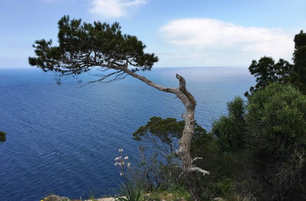 Ypatingas Velykinis pasiūlymas: 7 nakvynės 3* viešbutyje su pusryčiais Maljorkoje - tik nuo 385€!