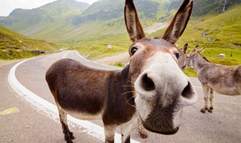 Rumunija. Transfagarašano kelias.
