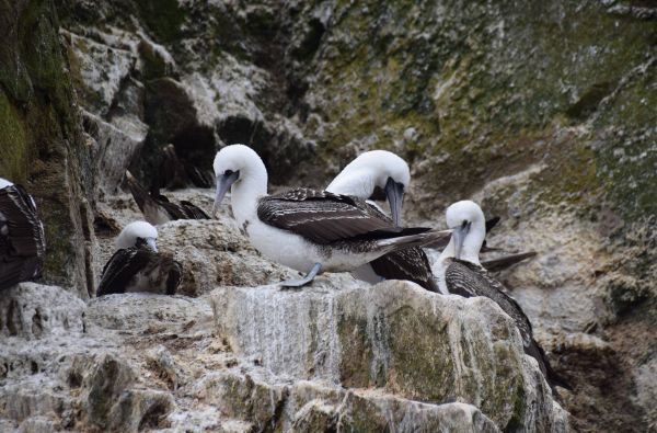 Klasikinė Peru: inkų paslaptys ir Andų didybė, aplankant Vaivorykštinius kalnus ir Amazonės baseino džiungles 14d. (17d.)