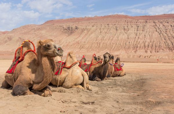 Laukiniai Vakarai Kinijoje Šilko keliu palei Didžiąją kinų sieną, budistinius grotus ir gamtos fantazijas su Avataro kalnais16d.