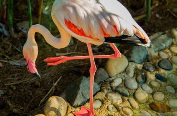 KEMERAS.Pasitikite vasarą po palme! Lepinkitės saulės spinduliais! Tikras atsipalaidavimas saulėtoje Turkijoje NIRVANA DOLCE VITA 5* viešbutyje. Leiskitės į nepakartojamų atostogų sūkurį!Skrydis,7 n. 5* viešbutyje su „ultra viskas įskaičiuota" maitinimu