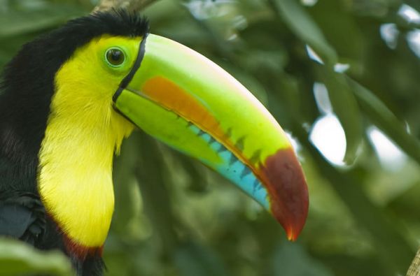 Klasikinė Peru: inkų paslaptys ir Andų didybė, aplankant Vaivorykštinius kalnus ir Amazonės baseino džiungles 14d. (17d.)