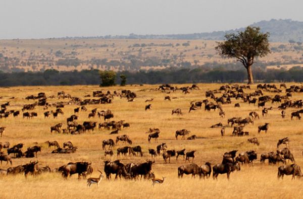 Nuotykių safaris po Rytų Afriką: Kenija - Tanzanija, aplankant garsiausius šių šalių laukinės gamtos nacionalinius parkus ir rezervatus 11d.