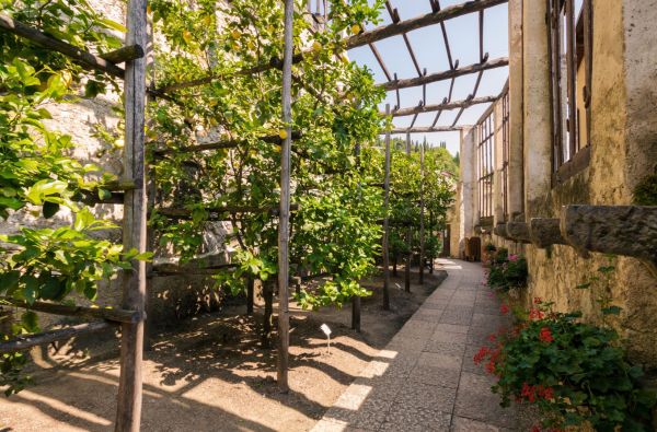 Italija. Citrinų sodas.