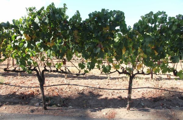 JAV - Laukinių Vakarų prerijos ir prašmatnioji Ramiojo vandenyno pakrantė 22d.