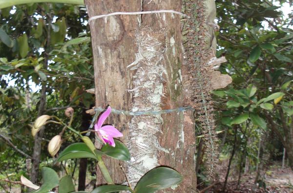 Brazilijos ekspresas – megapolių pulsas ir Eldorado paieškos Amazonės džiunglėse 15d.