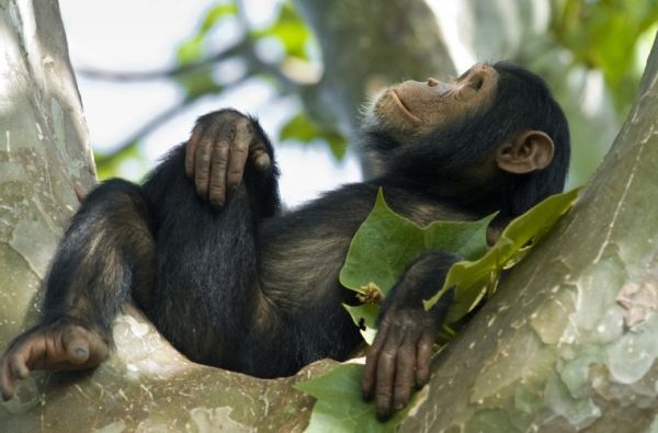 Uganda - Ruanda. Laukinių stebuklų keliais – nuo pasaulio audrų iki primatų sostinės 14d.