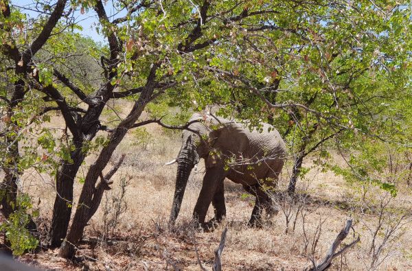 Namibija - Botsvana - Zimbabvė. Patyriminė kelionė ir laukinės gamtos nuotykių  safaris  po Juodąją Užsacharės Afriką 16d.