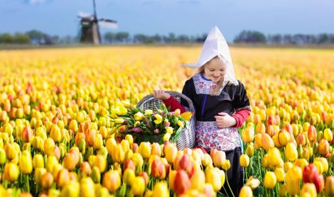 Olandija. Keukenhofas.