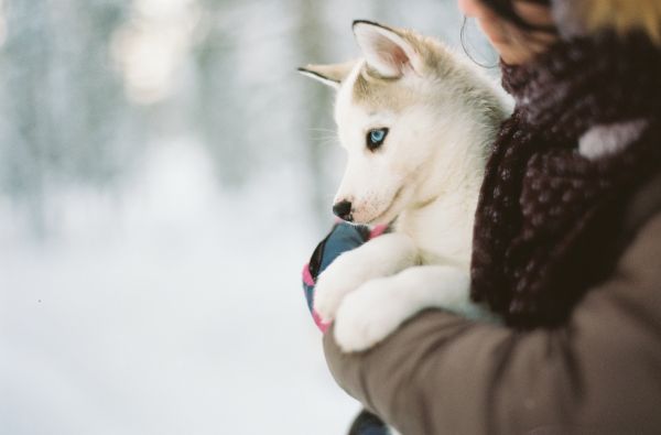 Kelionė į Laplandiją pas Kalėdų senelį