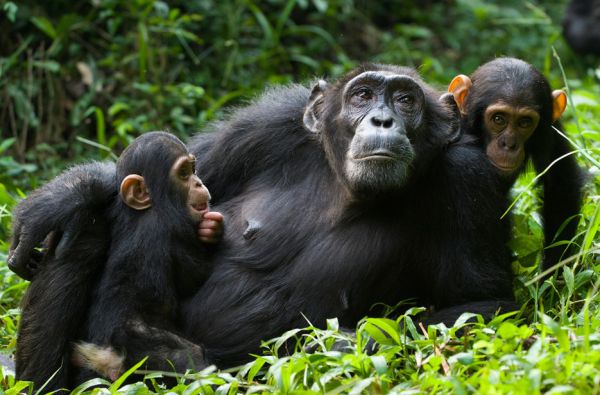 Uganda - Ruanda. Laukinių stebuklų keliais – nuo pasaulio audrų iki primatų sostinės 14d.