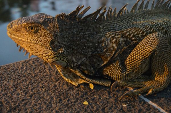 Kolumbija - Ekvadoras. Galapagų salos. Lotynų Amerikos paslaptis 17d.