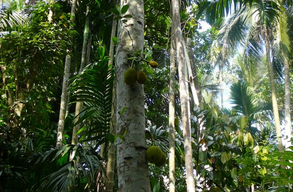 Šri Lanka – Indijos vandenyno perlas, dieviškasis Edeno sodas su poilsiu kurorte prie Indijos vandenyno 13d.