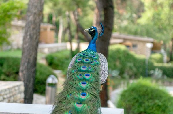 TASOS sala. Žalios atostogos. Skrydis, 7n. gamtos apsuptame MAKRYAMMOS BUNGALOWS 4*+ viešbutyje su pusryčiais ir vakariene.