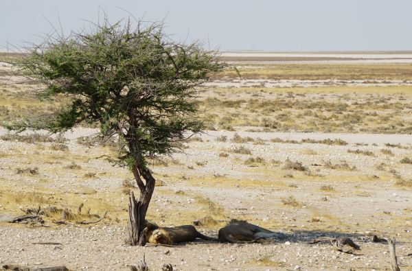Namibija - Botsvana - Zimbabvė. Patyriminė kelionė ir laukinės gamtos nuotykių  safaris  po Juodąją Užsacharės Afriką 16d.