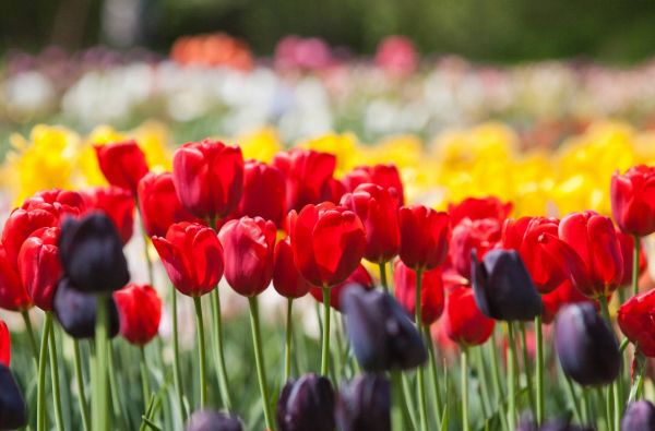 Mažoji Olandija Lietuvoje