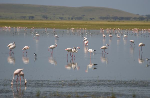 Nuotykių safaris po Rytų Afriką: Kenija - Tanzanija, aplankant garsiausius šių šalių laukinės gamtos nacionalinius parkus ir rezervatus 11d.