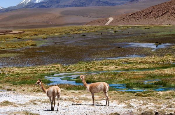 Visa Čilė nuo Atakamos dykumos iki Patagonijos ledynų, aplankant Velykų salą 17d.