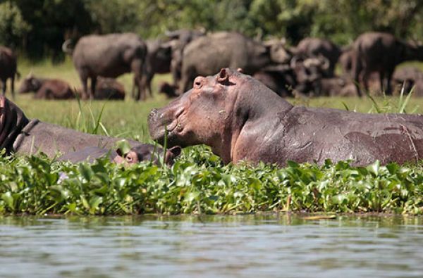 Uganda - Ruanda. Laukinių stebuklų keliais – nuo pasaulio audrų iki primatų sostinės 14d.