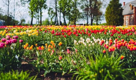 Mažoji Olandija Lietuvoje