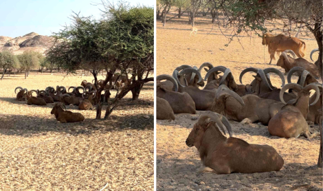 Sir Bani Yas sala (JAE)