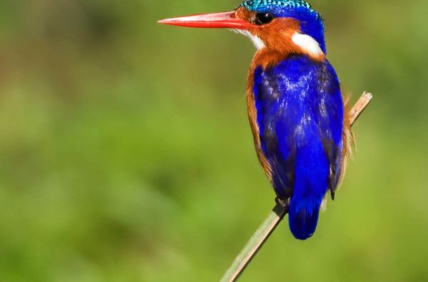 Nuotykių safaris po Rytų Afriką: Kenija - Tanzanija, aplankant garsiausius šių šalių laukinės gamtos nacionalinius parkus ir rezervatus 11d.