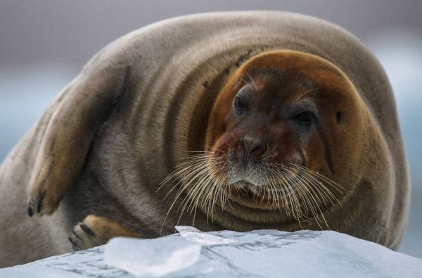 Špicbergeno archipelago atradimas 6d.(9d.*)