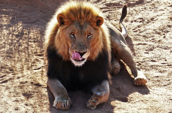 Namibija - „šypsena Afrikos veide“. Laukinės gamtos nuotykių safaris 13d.