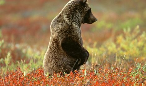 Kanados ir Aliaskos pakrančių kruizas ir turas po Aliaską iki Arkties vandenyno 16d.