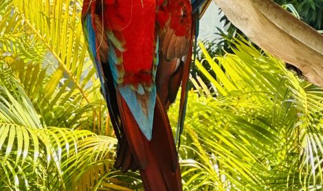 San Chuanas (Puerto Rikas)