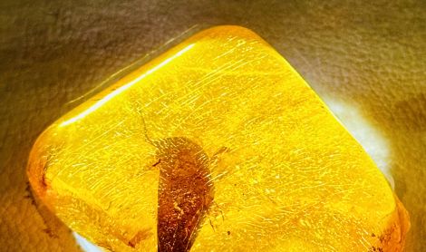 Puerto Plata (Dominikos Respublika)