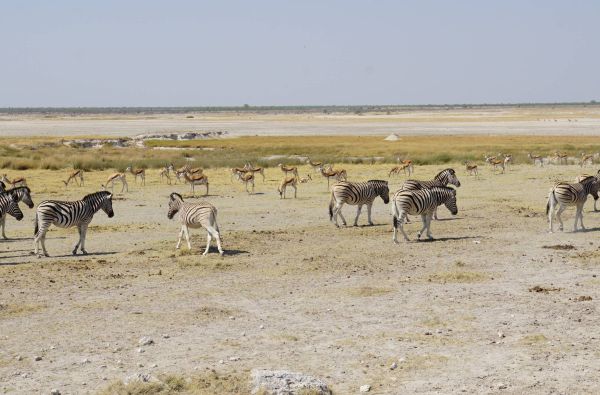 Namibija - „šypsena Afrikos veide“. Laukinės gamtos nuotykių safaris 13d.