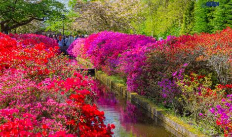 Olandija. Kaukenhofo sodas.