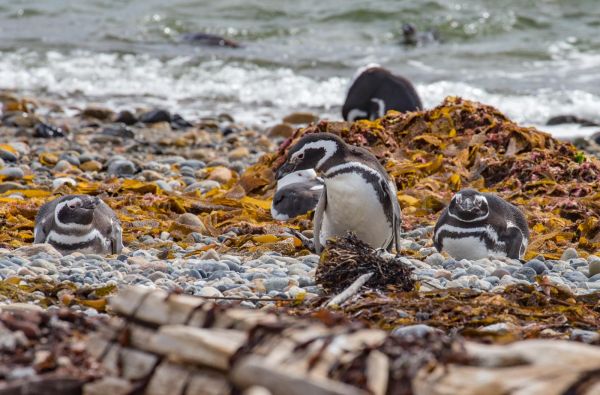 Visa Čilė nuo Atakamos dykumos iki Patagonijos ledynų, aplankant Velykų salą 17d.