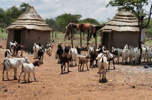 Namibija - „šypsena Afrikos veide“. Laukinės gamtos nuotykių safaris 13d.