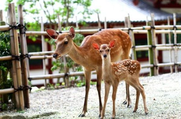 JAPONIJA – nuo meditacinių peizažų iki futuristinių megapolių. Ryto saulės, technikos naujovių, šventyklų ir sakurų kraštas 12d.