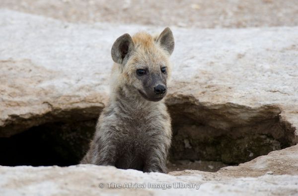 Nuotykių safaris po Rytų Afriką: Kenija - Tanzanija, aplankant garsiausius šių šalių laukinės gamtos nacionalinius parkus ir rezervatus 11d.