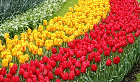 Olandija. Arceno pilies sodai.